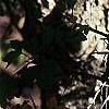 Crataegus phaenopyrum, bark