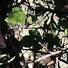 Crataegus phaenopyrum, bark