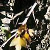 Crataegus phaenopyrum, bark