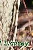 Crataegus phaenopyrum, bark