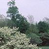 Crataegus poliophylla, habit
