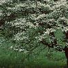 Crataegus poliophylla, habit