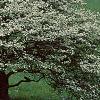 Crataegus poliophylla, habit