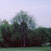 Crataegus poliophylla, habit