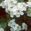 Crataegus poliophylla, flowers
