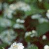 Crataegus poliophylla, flowers