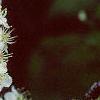 Crataegus poliophylla, flowers