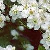 Crataegus poliophylla, flowers