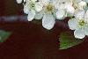 Crataegus poliophylla, flowers