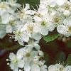 Crataegus poliophylla, flowers
