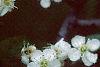 Crataegus poliophylla, flowers