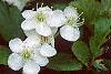 Crataegus poliophylla, flowers