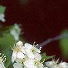 Crataegus poliophylla, flowers