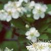 Crataegus poliophylla, flowers