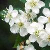 Crataegus poliophylla, flowers