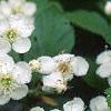 Crataegus poliophylla, flowers