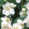 Crataegus poliophylla, flowers