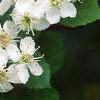 Crataegus poliophylla, flowers