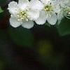 Crataegus poliophylla, flowers