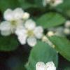 Crataegus poliophylla, flowers