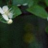 Crataegus poliophylla, flowers