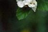 Crataegus poliophylla, flowers