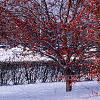 Crataegus viridis 'Winter King', habit