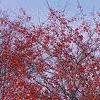 Crataegus viridis 'Winter King', habit