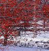 Crataegus viridis 'Winter King', habit