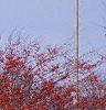 Crataegus viridis 'Winter King', habit