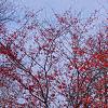Crataegus viridis 'Winter King', habit