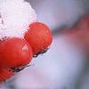 Crataegus viridis 'Winter King', fruit