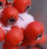 Crataegus viridis 'Winter King', fruit