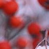 Crataegus viridis 'Winter King', fruit