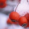 Crataegus viridis 'Winter King', fruit