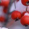 Crataegus viridis 'Winter King', fruit