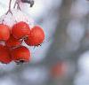 Crataegus viridis 'Winter King', fruit