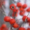 Crataegus viridis 'Winter King', fruit