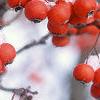 Crataegus viridis 'Winter King', fruit