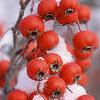 Crataegus viridis 'Winter King', fruit