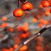 Crataegus viridis 'Winter King', fruit