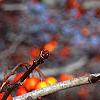 Crataegus viridis 'Winter King', fruit