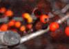 Crataegus viridis 'Winter King', fruit