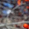Crataegus viridis 'Winter King', fruit