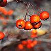 Crataegus viridis 'Winter King', fruit