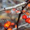 Crataegus viridis 'Winter King', fruit