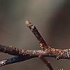 Crataegus viridis 'Winter King', fruit