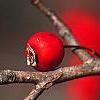Crataegus viridis 'Winter King', fruit