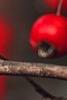 Crataegus viridis 'Winter King', fruit