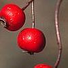 Crataegus viridis 'Winter King', fruit